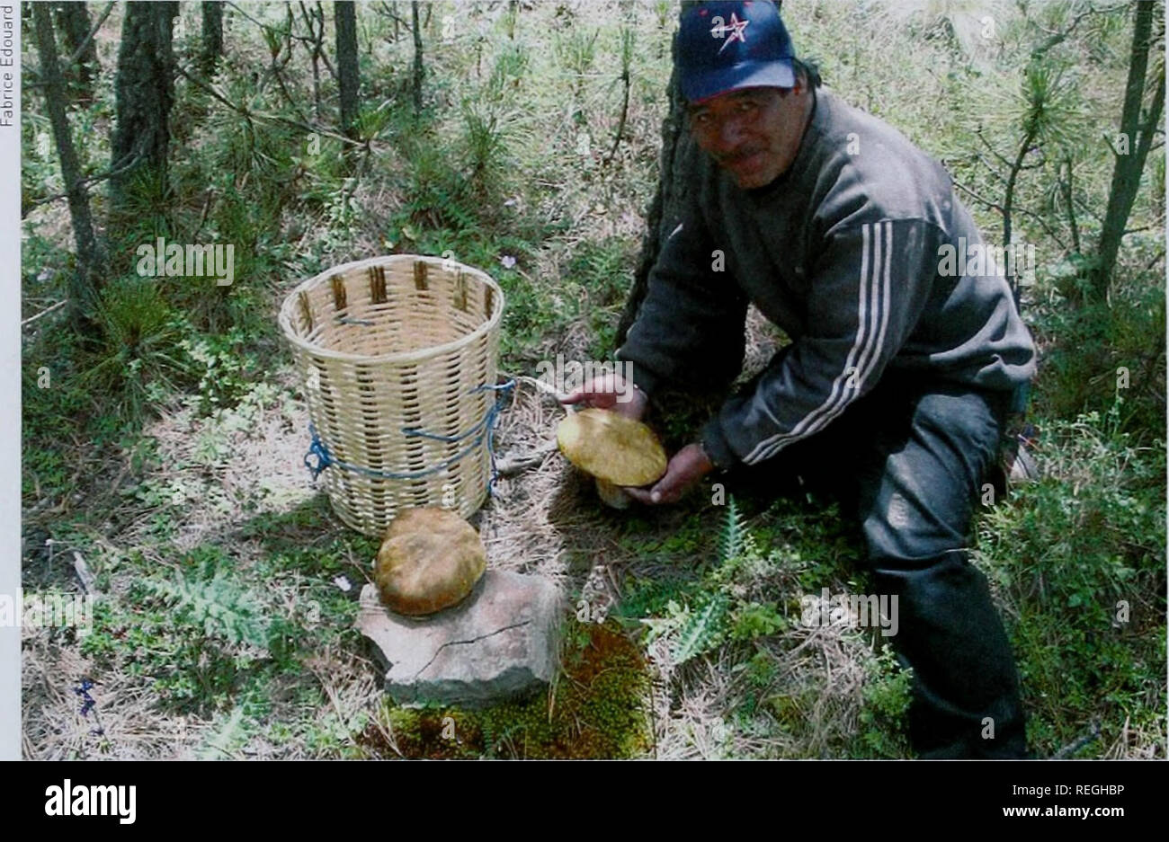 . Vermarktung von Forstprodukten. Faktoren, die den Erfolg beeinflussen. Lehren aus Mexiko und Bolivien gelernt und die politischen Auswirkungen für Entscheidungsträger. UNEP-WCMC Biodiversität Serie 23.. Vermarktung von Forstprodukten. Einkommen aus dem Verkauf von Pilzen in den Gemeinschaften von cuajimoloyas und Latuvi hat angeblich gegeben Sammler ein größeres Gefühl der Selbstachtung. und Gemeinschaften können in gaming Zugriff auf Wertschöpfungsketten (Hypothese 61 folgen. Eine vollständige Darstellung der Projekte Ergebnisse ist in separaten Berichten auf der CEPFOR CD-ROM bereitgestellt. Ziel der t Stockfoto