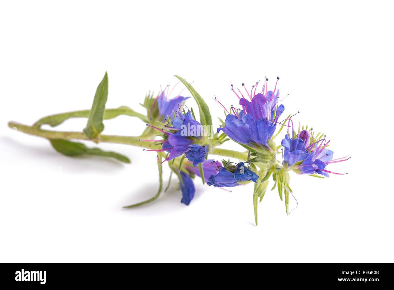 Viper's Bugloss oder Blueweed isoliert auf weißem Hintergrund Stockfoto