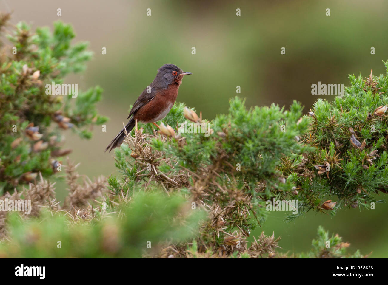 Dartford Warbler Sylvia undata Stockfoto