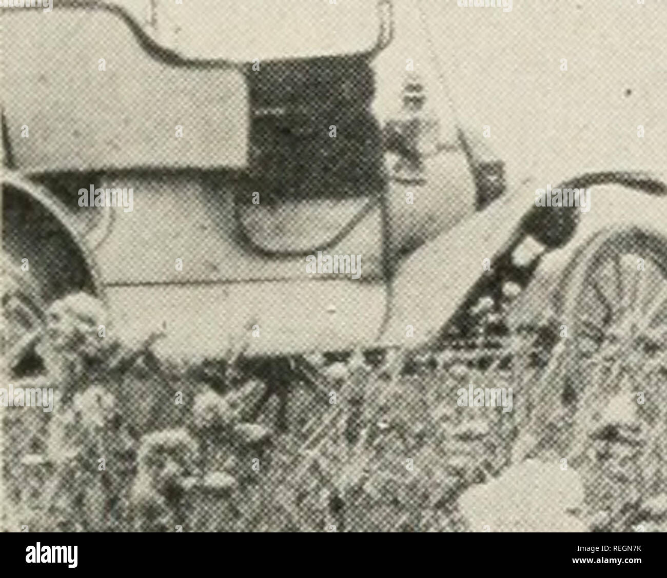 . Kommerzielle Nelke Kultur; ein praktischer Leitfaden für moderne Methoden der wachsenden amerikanischen Nelke für die Zwecke. Nelken. Quetsch 97 bestimmten Zeitpunkt. Wetterbedingungen haben mehr zu tun als alles andere. Pflanzen am Ende August, mit der Mehrheit der Triebe 5 bis 6 cm lang, in der guten Form sein sollte Blumen während der zweiten Hälfte des November und Dezember zu produzieren. Wenn Sie Knospen und Blüten auf kurzen Stielen es gerecht ist, wie gut diese heraus zu quetschen. Die Nelke ist wertlos auf einem 8-in.-oder Lo-in.. Â ¢ * Nft.^^â ^ - ^. Die Baßtölpel Bereich der Nelken in Genf, Stockfoto