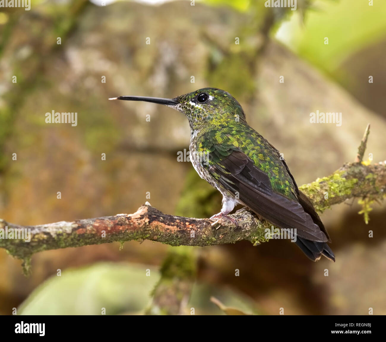 Die grüne - gekrönte brillant, oder Grün-fronted Brillant (Heliodoxa jacula), Heredia, Costa Rica Stockfoto