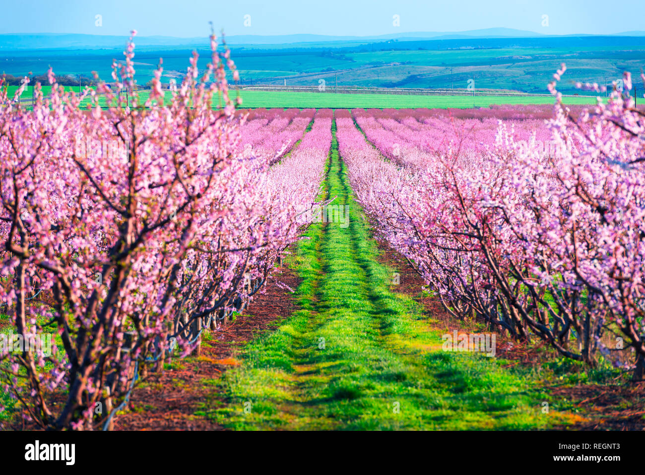 Reihen von pfirsichbäume blühen im Frühling Garten. Landschaftsfotografie Stockfoto