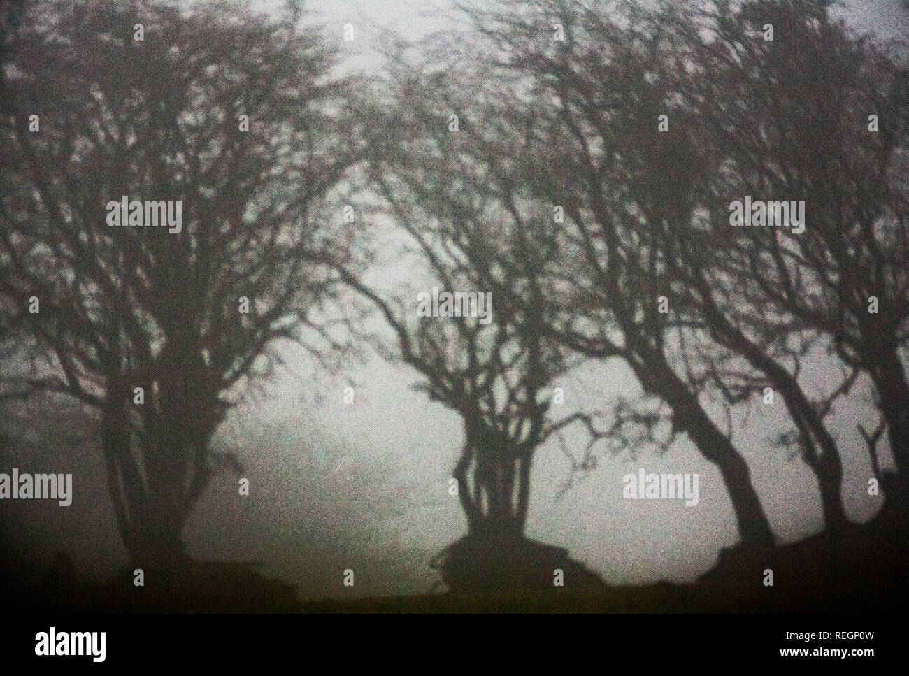 Bäume im Nebel Silhouette gegen einen geringen Sonne auf Bodmin Moor cornwall GROSSBRITANNIEN Stockfoto