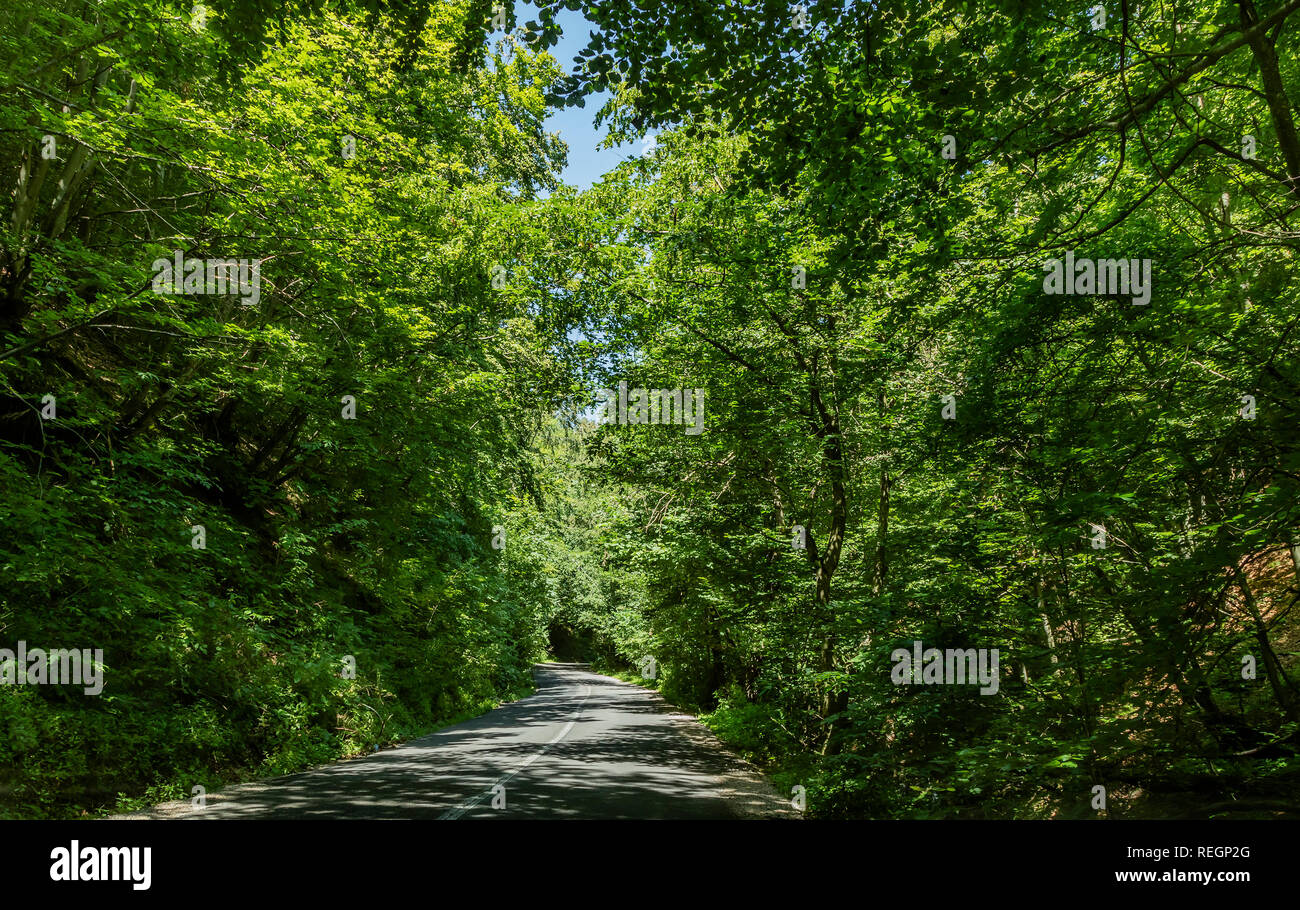 Eine gepflasterte Straße, die durch dichten Wald Vegetation Stockfoto