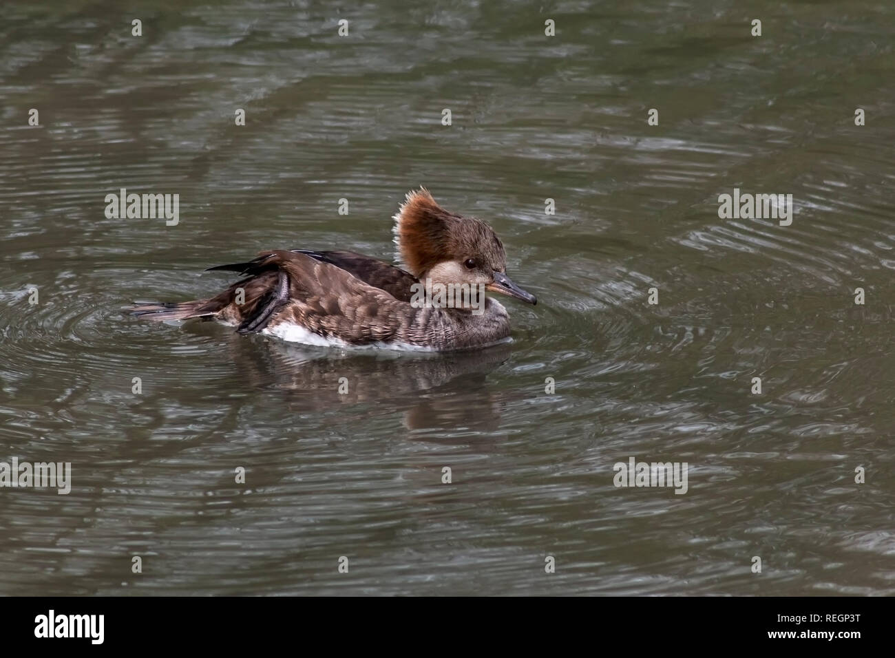 Weibliche Reiherente schwimmen im Wasser Stockfoto