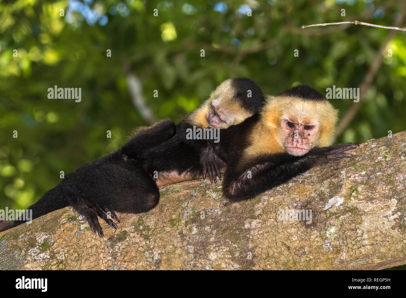 Die Gruppe der white-headed Kapuziner (Cebus Imitator) im tropischen Wald, Costa Rica Stockfoto