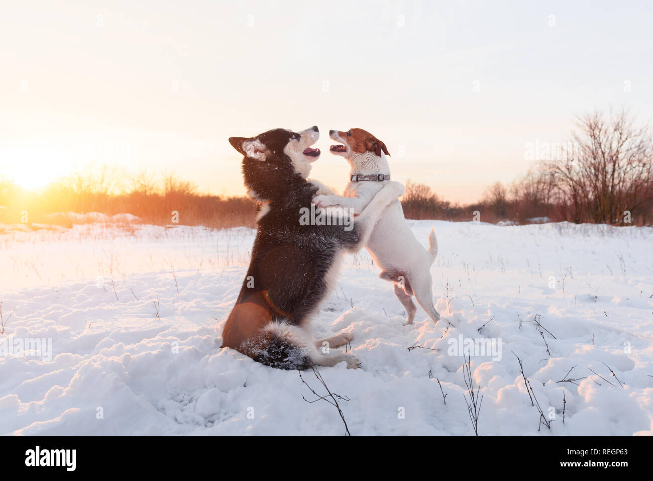 Siberian Husky und Jack Russel Terrier hunde Spielen auf Winter. Happy puppys in weichem Schnee. Tier Fotografie Stockfoto