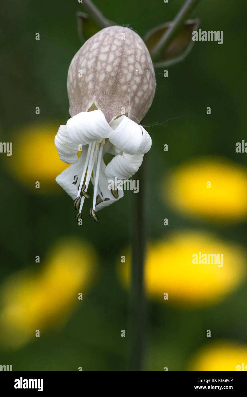 Nahaufnahme der Knolligen weißen Meer campion Blumen Stockfoto