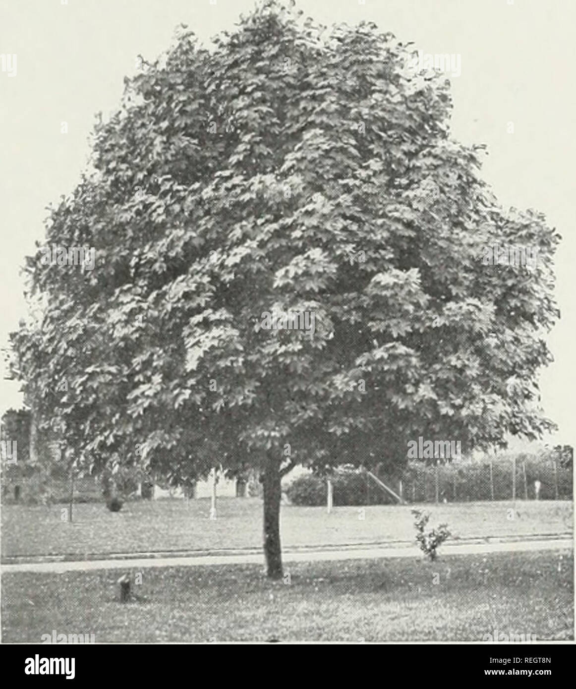 8 Juni 1951 Stockfotos Und Bilder Kaufen Alamy