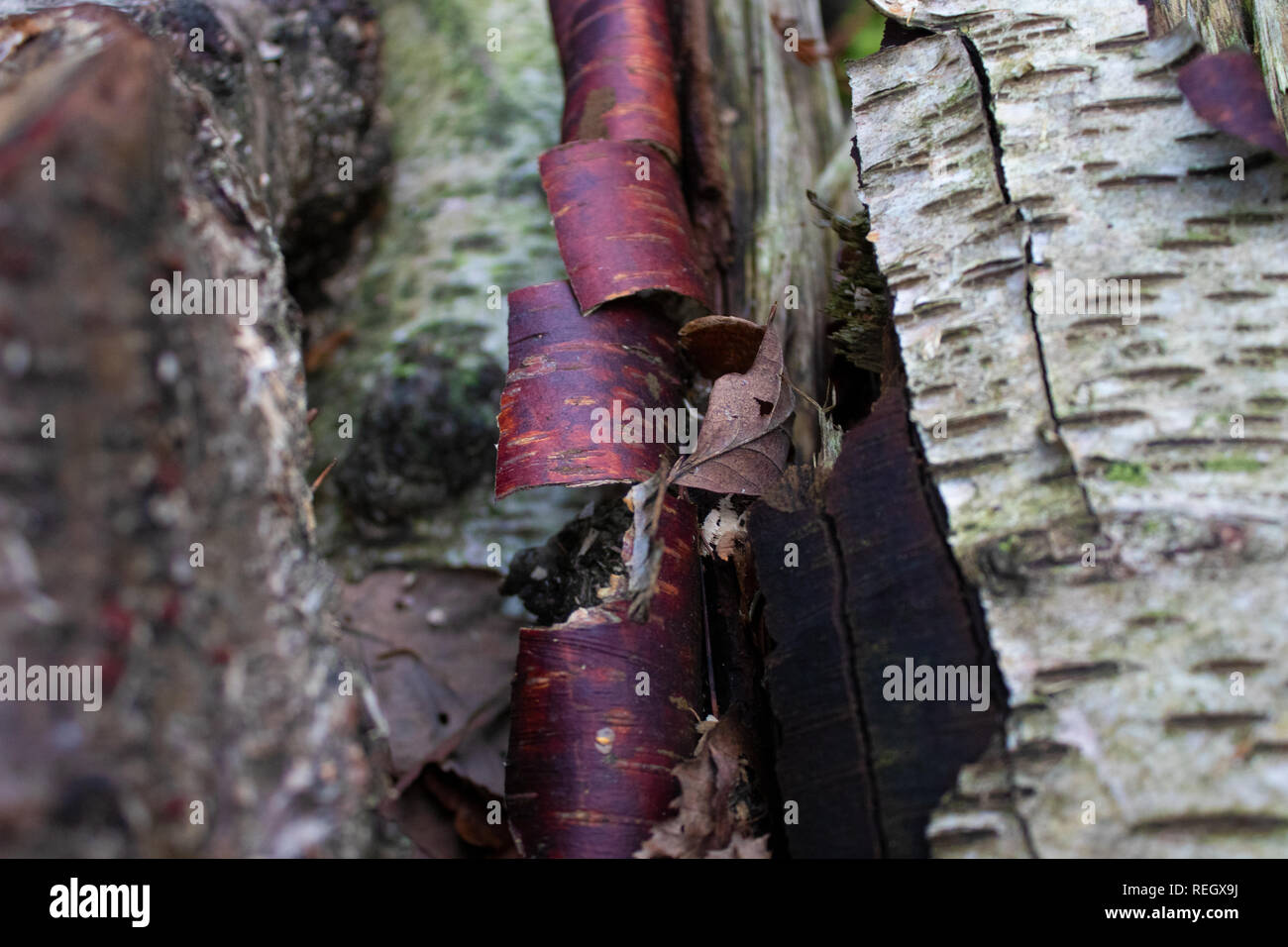 Peeling Silver Birch bark Stockfoto