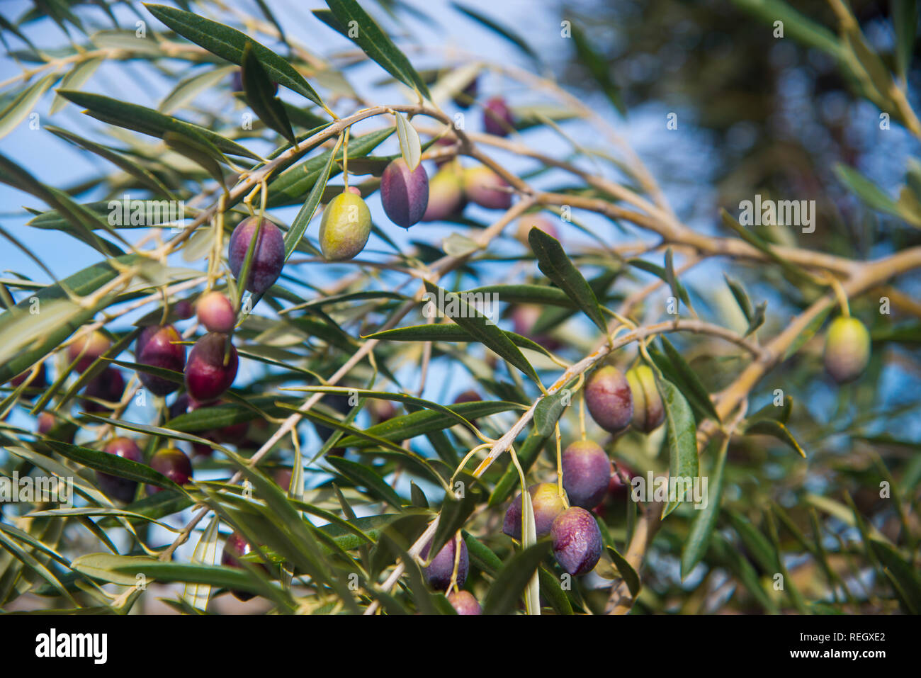 Olive Tree, in der Nähe der Oliven. Campo de Montiel, Kastilien-La Mancha, Spanien. Stockfoto