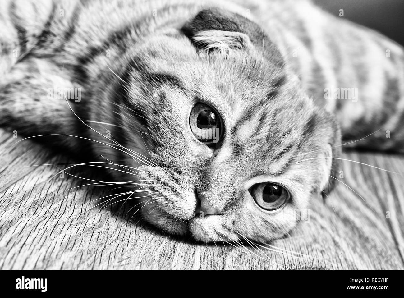 Scottish Fold Katze auf dem Boden auf Schwarz und Weiß Stockfoto