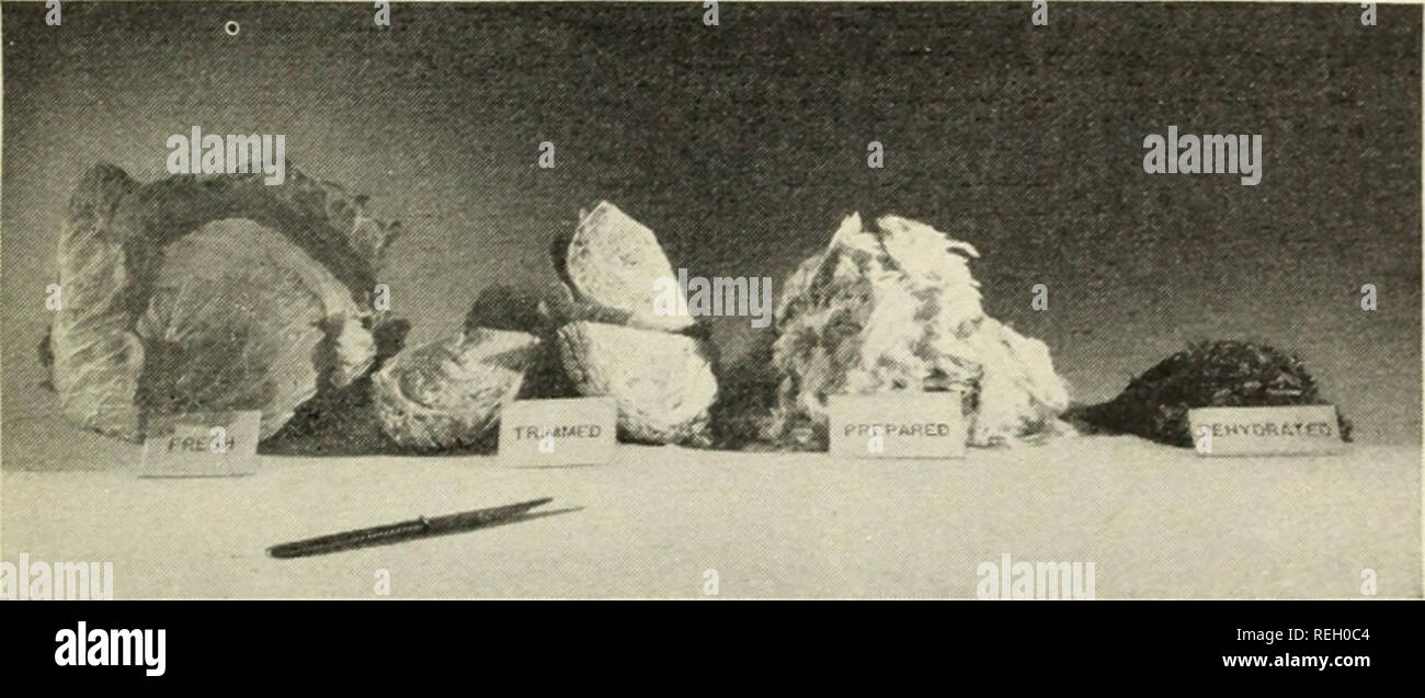 . Kommerzielle Dehydratisierung von Gemüse und Früchten in Kriegszeiten. Gemüse und Obst. Kommerzielle DEHYDRIERUNG" 6 Jahre alt. Essen damit wissenschaftlich dehydriert können zurück zu annähernd seine frischen Zustand, der durch in Wasser, das es ohne weiteres absorbiert getränkt wird, gebracht werden, und für lange Perioden können erhalten werden, wenn durch geeignete Verpackung geschützt. Der Feuchtigkeitsgehalt des neuen Dehydriertes Gemüse reicht von 3 bis 7 Prozent, im Gegensatz zu 10 bis 25 Prozent in der Sonne getrocknet oder zu Hause - getrocknete Erzeugnisse und mindestens 10 Prozent in Lebensmittel dehydriert während des Ersten Weltkrieges. Der Fortschritt in der Kunst der Trocknung Nahrungsmittel ist. Stockfoto