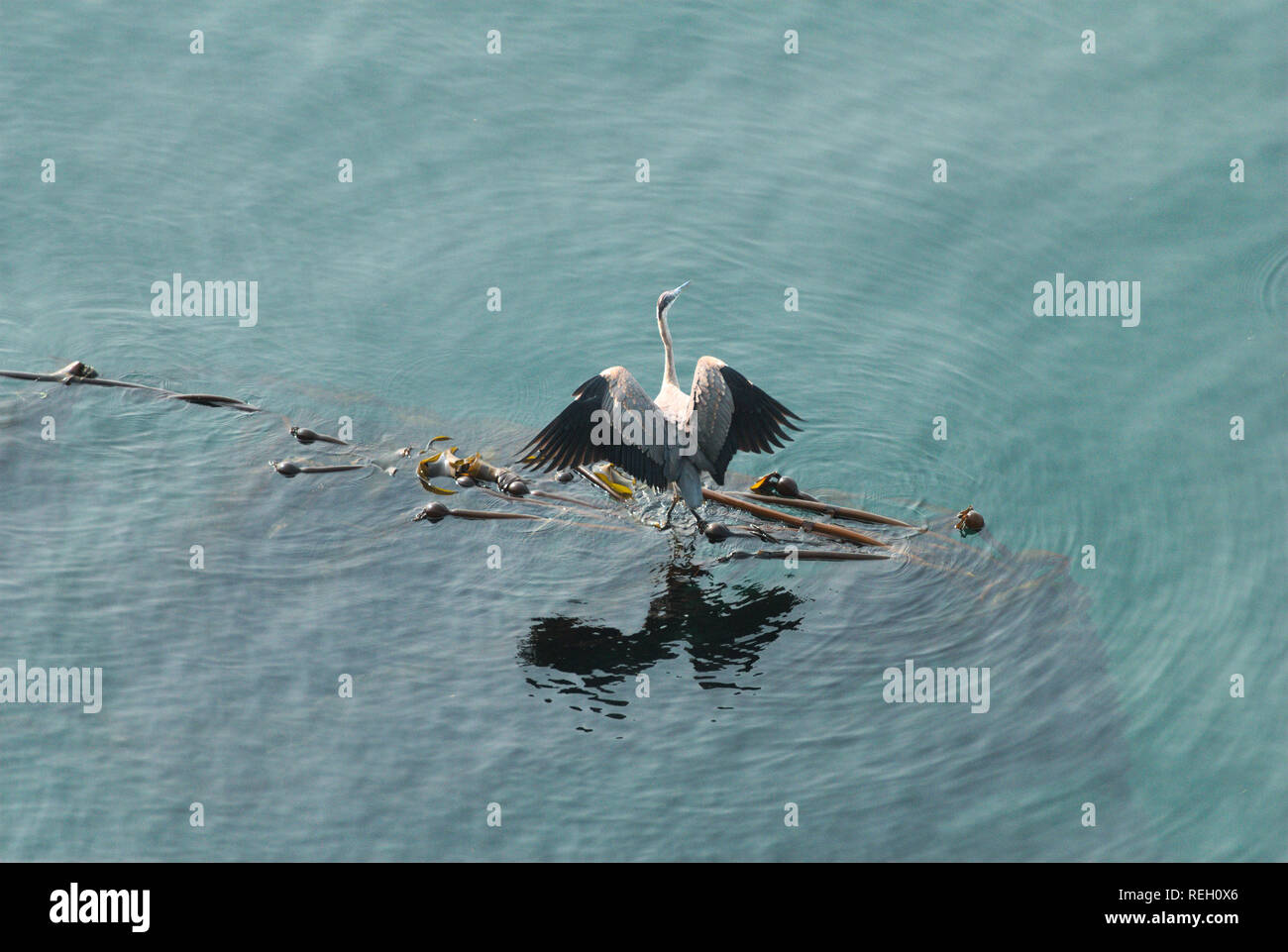 Großer blauer Reiher in Trincomali auf North Pender Island, British Columbia, Kanada Stockfoto