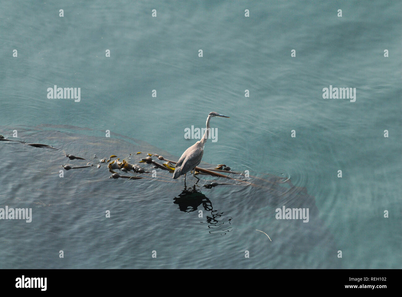 Großer blauer Reiher in Trincomali auf North Pender Island, British Columbia, Kanada Stockfoto