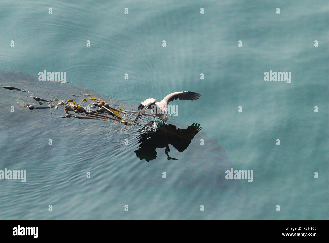 Großer blauer Reiher in Trincomali auf North Pender Island, British Columbia, Kanada Stockfoto