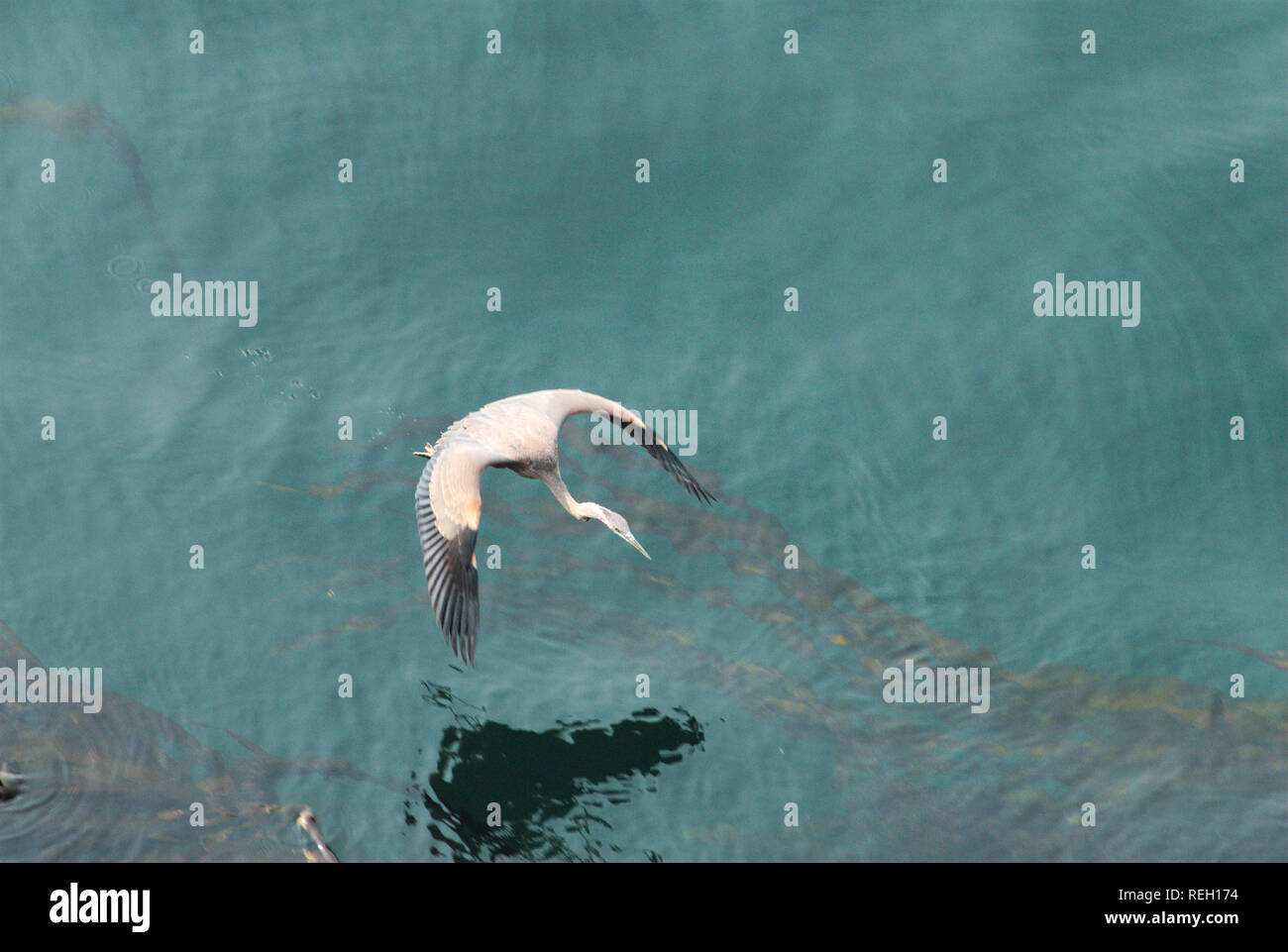 Großer blauer Reiher in Trincomali auf North Pender Island, British Columbia, Kanada Stockfoto