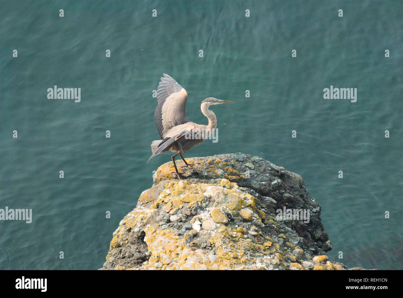 Großer blauer Reiher in Trincomali auf North Pender Island, British Columbia, Kanada Stockfoto