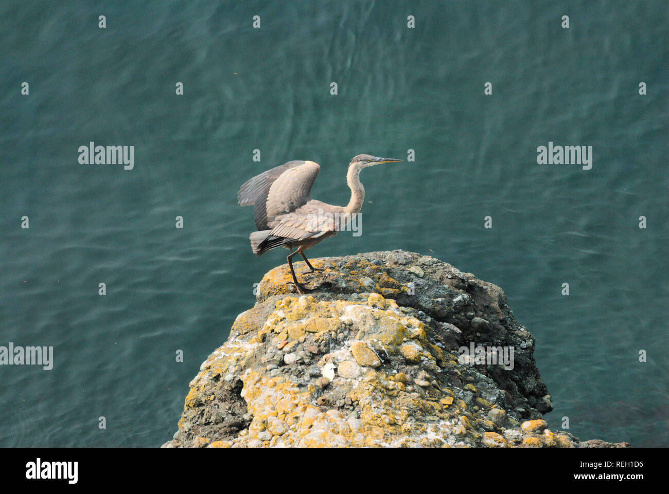 Großer blauer Reiher in Trincomali auf North Pender Island, British Columbia, Kanada Stockfoto