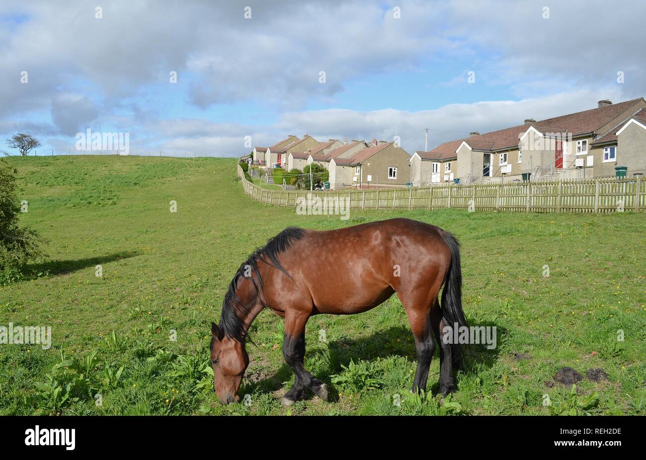 Pferd im Feld Stockfoto