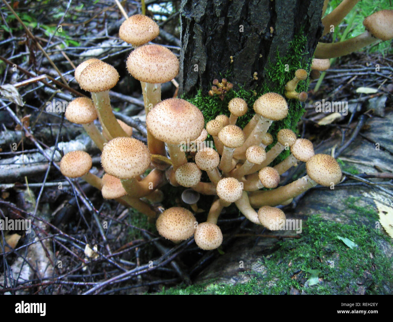 Essbare Pilze (Honig blätterpilze) am Baum Stockfoto