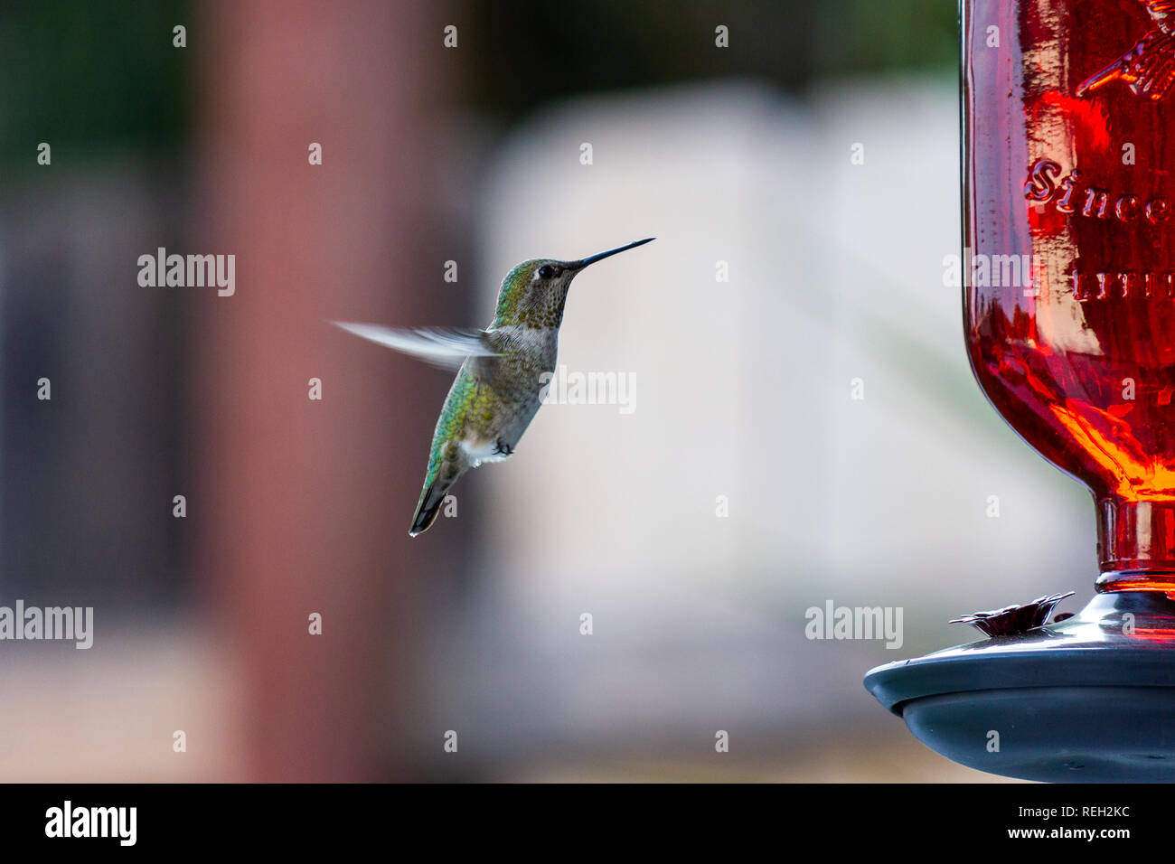 Durstig Kolibri kommen für einen Drink zum Schrägförderer Stockfoto