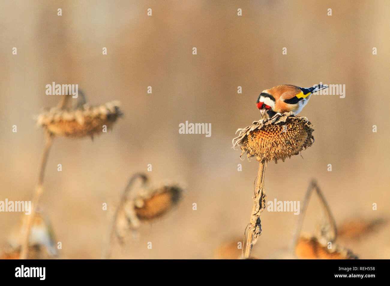 Goldfinch isst Sonnenblumenkerne Stockfoto