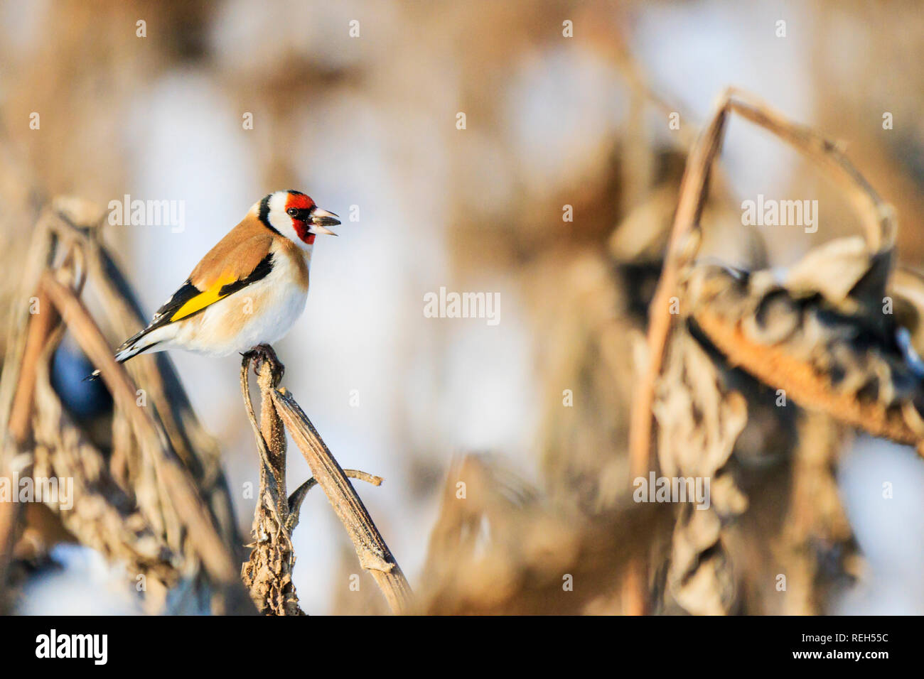 Stieglitz im Winter essen Sonnenblumenkerne Stockfoto
