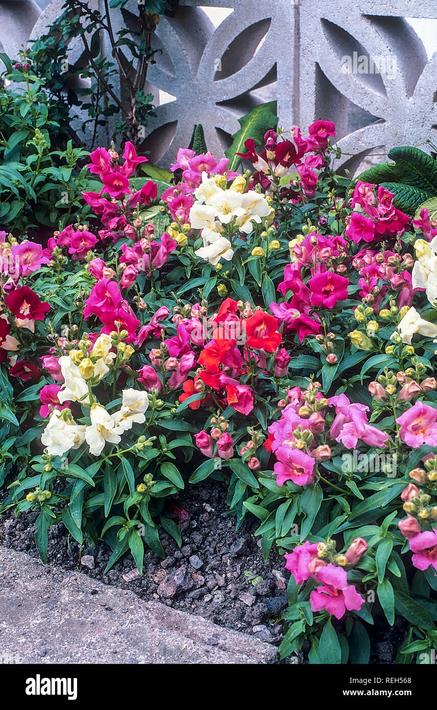 Antirrhinum Glocken F1 gemischte Farben in blumenbeet Grenze. Stockfoto