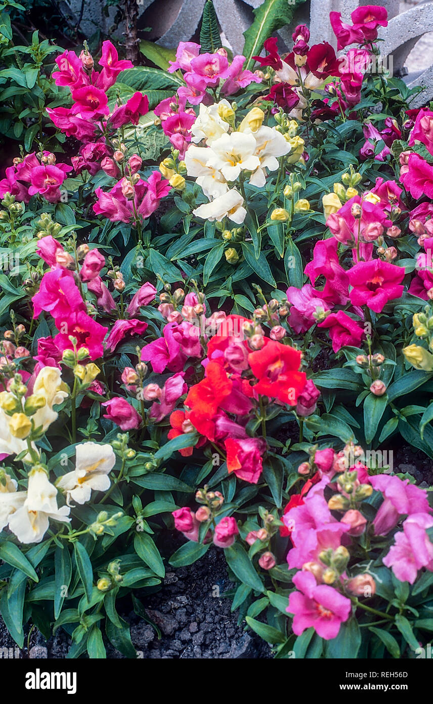 Antirrhinum Glocken F1 gemischte Farben in blumenbeet Grenze. Stockfoto