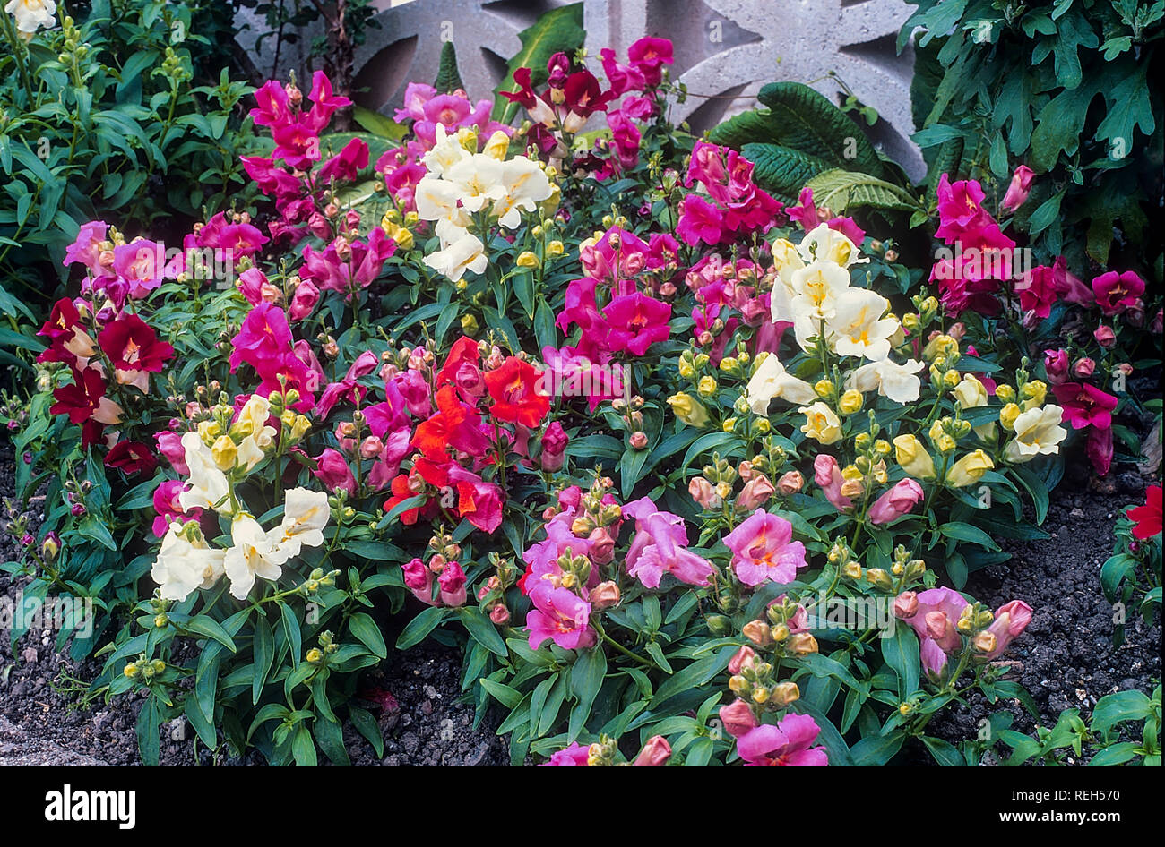 Antirrhinum Glocken F1 gemischte Farben in blumenbeet Grenze. Stockfoto