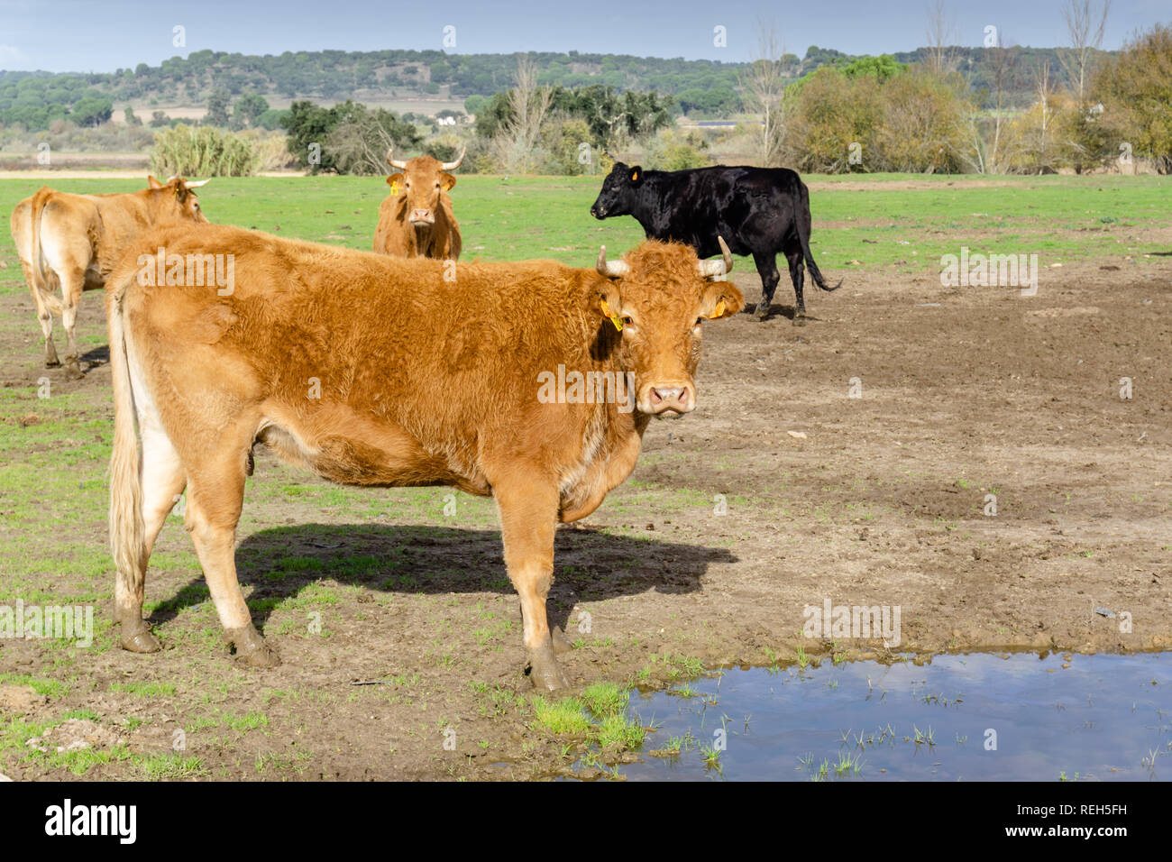 Kuh frisst Gras in einer Kuh Bauernhof in Portugal Stockfoto