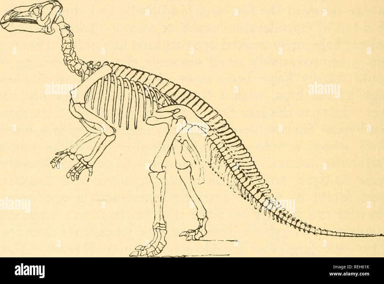 . Kaltblütige Wirbeltiere: Teil I. Fische. Fische, Amphibien, Reptilien. Reptilien Interesse viel Gedanken an sie zu verschwenden. Mantell, jedoch davon überzeugt, dass der Zahn Bohrung Beweise für die Existenz eines fossilen Reptilien dann unbekannt Wissenschaft, setzte seine Suche nach weiteren Beweis aus seiner Theorie zu tragen; und nach fast einem Viertel Jahrhundert die Beweise in Form von Teile eines Kiefers erschien mit einige Zähne noch angebracht. Abb. 68. Skelett von Iguanodon bernissartensis. Vom Boden bis zur Oberkante der Kopf als das Tier ausgeht, ist ungefähr 14 Fuß. Nach.^ bel Dieser Kiefer beigelegt Der Stockfoto