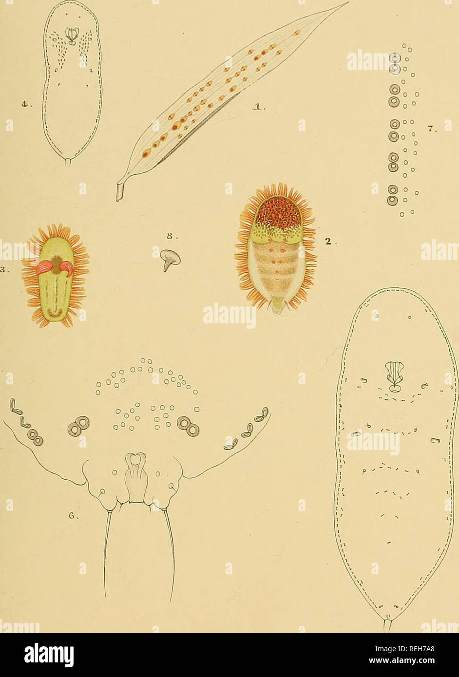 . Die coccidae aus Ceylon. Insekten; Coccidae. PI. CXIX. EEGremlEl