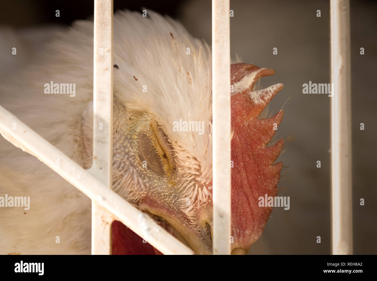 Verzweifelt und erschöpft Broiler chicken in Transportkiste auf Live haul Truck, British Columbia, Kanada. Stockfoto