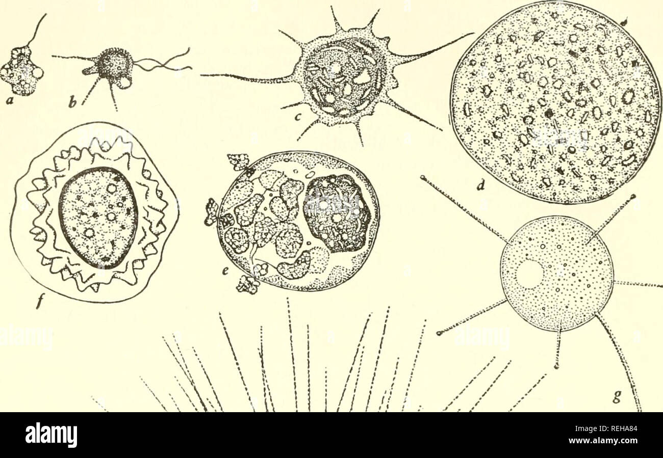 Die Klassifizierung Der Niedrigeren Organismen Biologie 192 Die Klassifizierung Der Niedrigeren Organismen I J T V H Abb 37 Radioflagellata A F Diplophysalis Stagnalis Nach Karling 1930 A B Jungen Zellen Mit Einem Oder