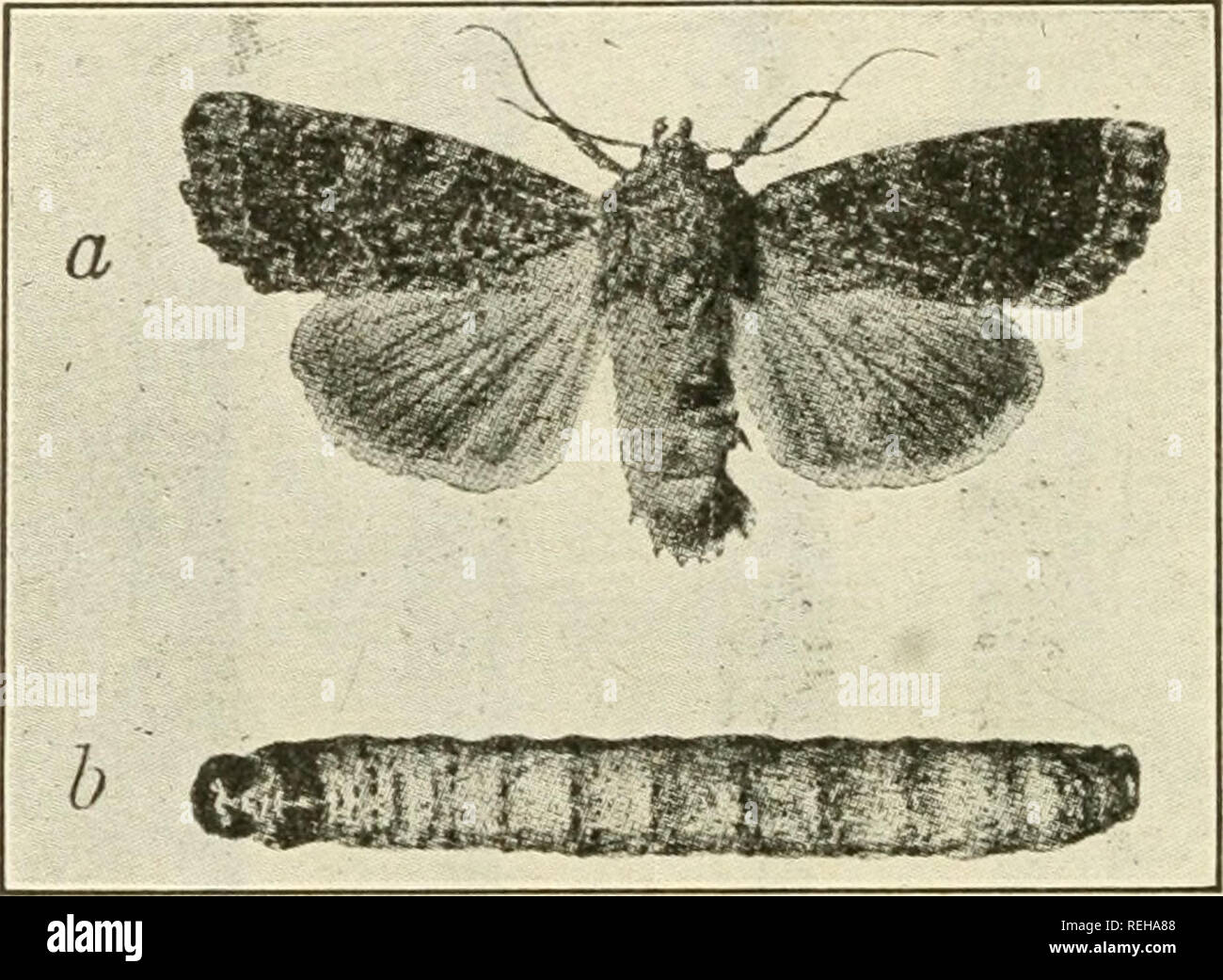 . Klasse Buch der wirtschaftlichen Entomologie. Insekten, Schädigenden und nützlich. [Aus dem alten Katalog]; Insekten; Insekten. Ich 88 ökonomische Entomologie ferens, und C agrestis werden als destruktiv für Getreide, Luzerne, rote Beete und Flachs im Westen in Montana und Alberta anerkannt. Die Larven beginnen, über die Mitte Mai aber Verpuppung m zerbrechlichen Zellen zu Reifen erst Mitte Juni. Die Falter fliegen von Juni 15. Sept. 30. und die Eier sind ab 24. August - 15. Oktober im Boden in verunkrautetem Sommer - brachen. Porosagrotis delorata Sm. ist schädlich für Weizen im Juni. In British Columbia Euxoa excellens Stockfoto