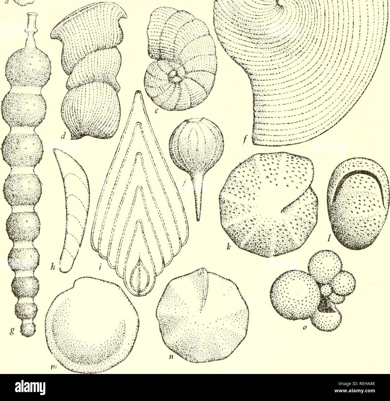 Die Klassifizierung Der Niedrigeren Organismen Biologie M A V