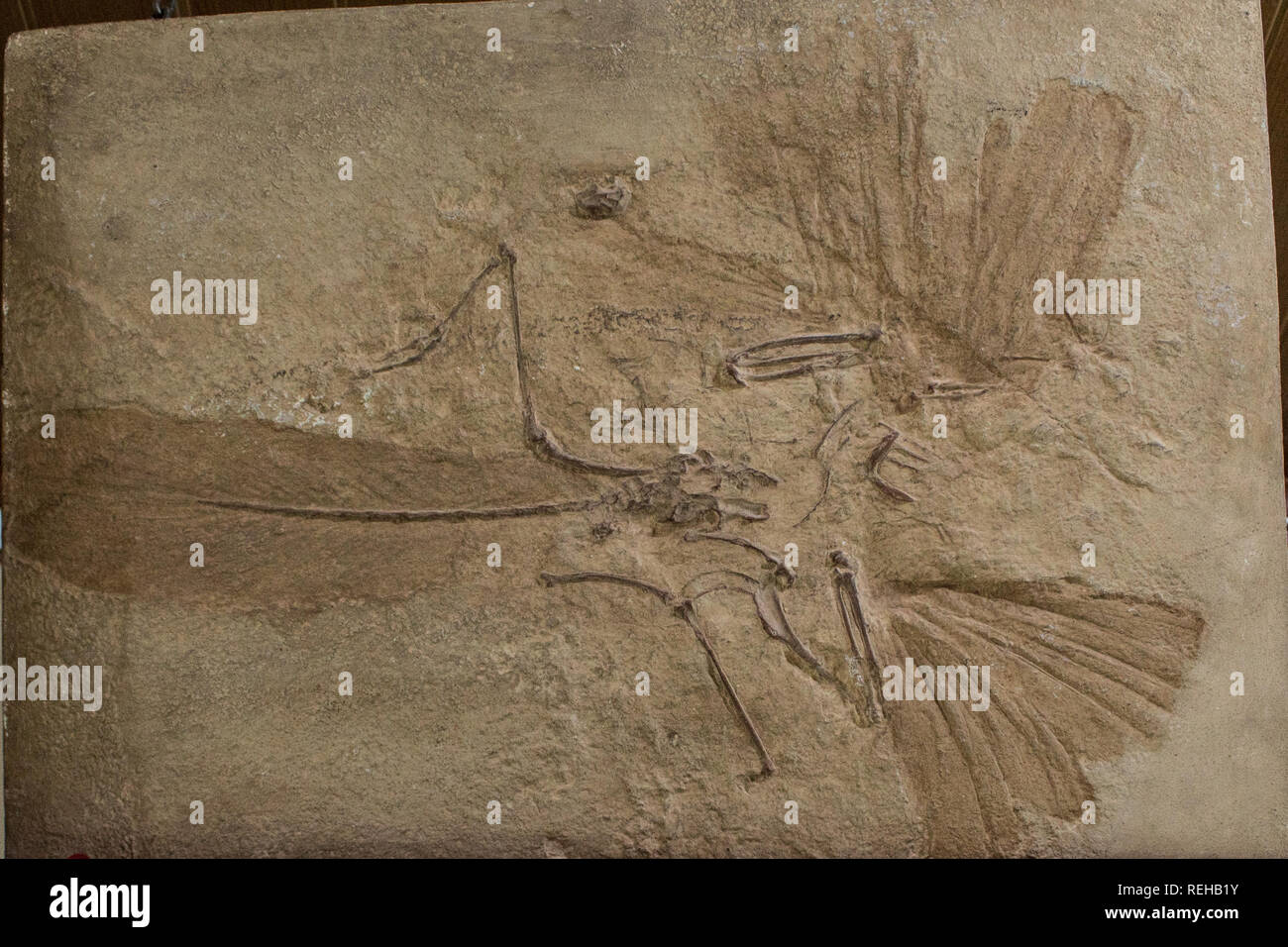 Ein fossil des Archaeopteryx litographica Stockfoto