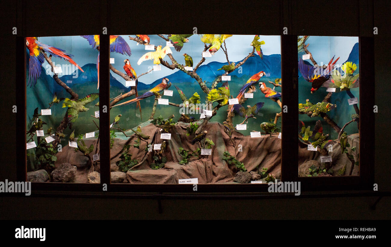 Eine Ausstellung von bunten tropischen Vögel im La Salle Natural History Museum, San Jose, Costa Rica Stockfoto