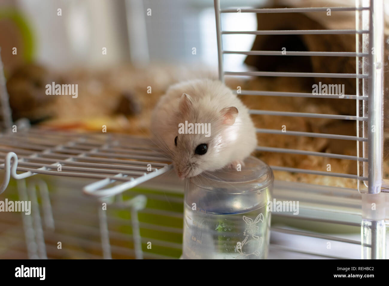 Ein Hamster im Käfig schüchtern, die versuchen, sich zu befreien. Stockfoto