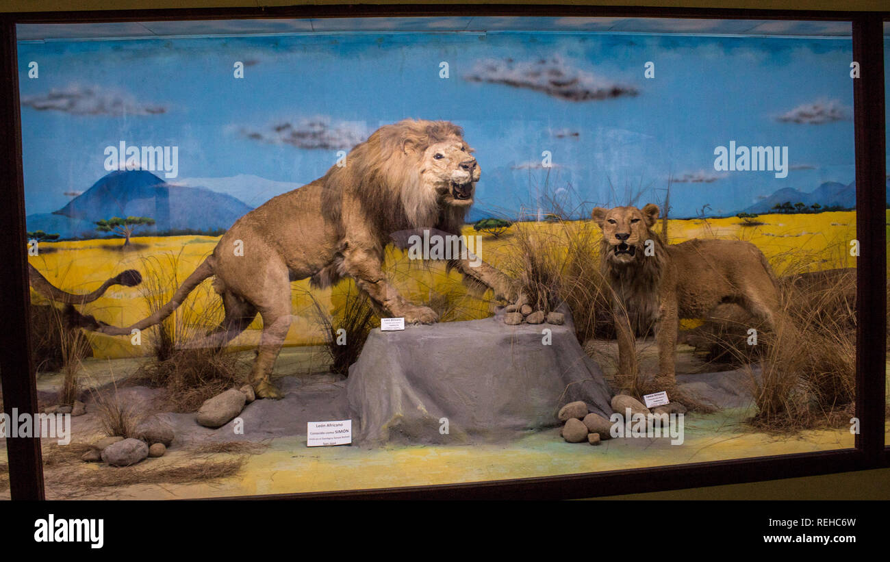 Eine Anzeige der männlichen und weiblichen Löwen (Panthera leo) im La Salle Natural History Museum, San Jose, Costa Rica Stockfoto