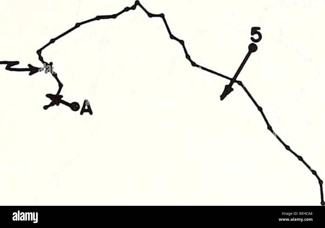 . Gesammelte reprints/Atlantic ozeanographische und meteorologische Laboratorien [und] Pacific ozeanographische Laboratories. Ozeanographie Zeitschriften.. Abbildung 20-5. Abbildung 20-6 162 (1600) 6-11-73^B DROGUE. x=DR0 GUE 30 cm/s 162 (1700) 6-11-73 DROGUE-N,. Bitte beachten Sie, dass diese Bilder sind von der gescannten Seite Bilder, die digital für die Lesbarkeit verbessert haben mögen - Färbung und Aussehen dieser Abbildungen können nicht perfekt dem Original ähneln. extrahiert. Atlantic ozeanographische und meteorologische Laboratorien; Pazifik ozeanographische Laboratorien; in den Vereinigten Staaten. Environmental Science Stockfoto