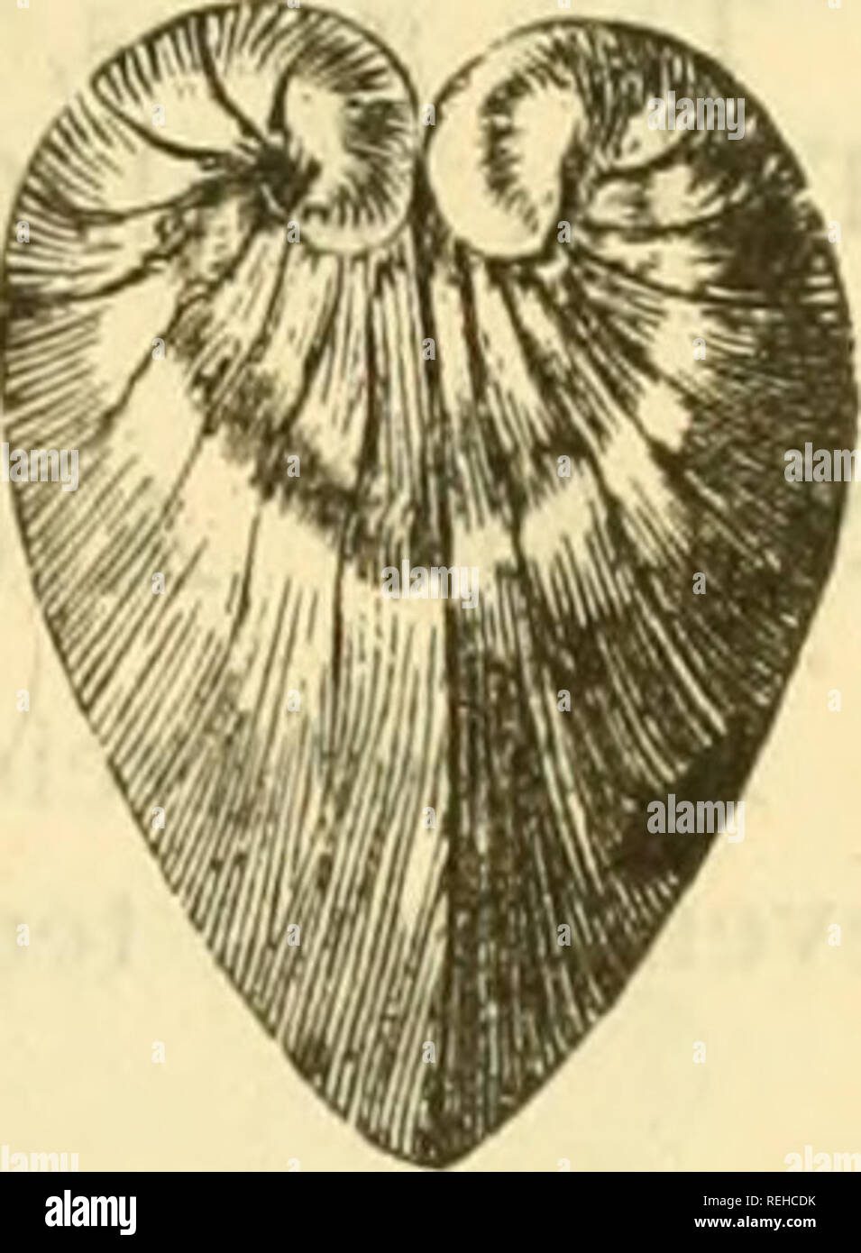 . Hochschule Sammlung der Paläontologie. LAMKLIJBKANCHIATA. 121 Nr. 333
