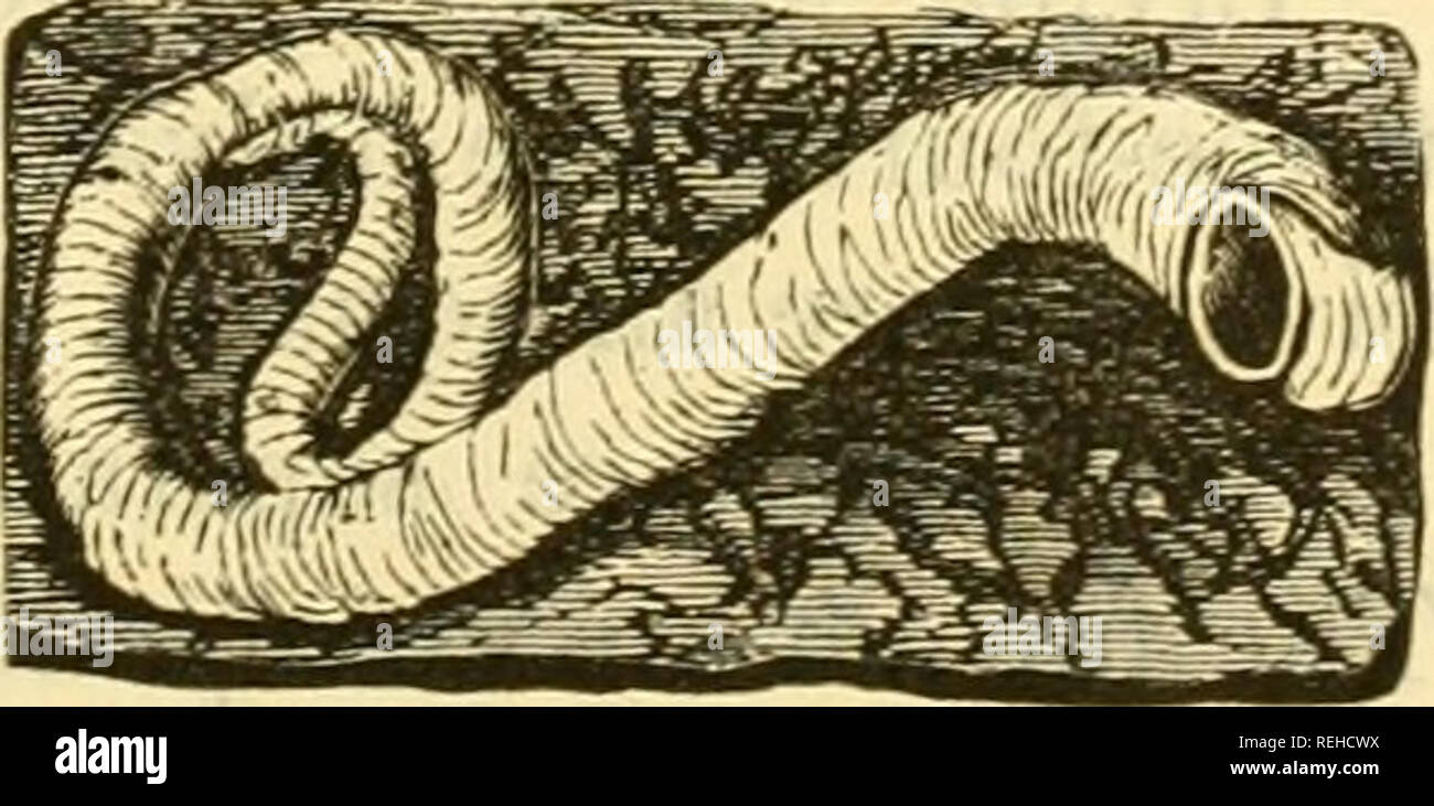. Hochschule Sammlung der Paläontologie. ANNELIDA. 89 KLASSE ANNELIDA. Der Name Worms (Yermes) ist im Volksmund alle verschiedenen Organismen eines länglichen und segmentierten Charakter angewendet, aber tlie niedrigsten Formen, darunter auch die sogenannten Intestinalen oder parasitäre Würmer und die rädertierchen, ordnungsgemäß getrennt und bilden die] Scolecida ieterogeneous Klasse. Die höheren Formen, in dieser Klasse enthalten sind (annelida oder Annulata), haben deutlich segmentiert zylindrische Körper, aber ohne Aufteilung in Thorax und Abdomen. Wenn die laterale Hautanhangsgebilde existieren sie nicht verbunden, noch den Körper artikuliert. Das nervöse Sy Stockfoto