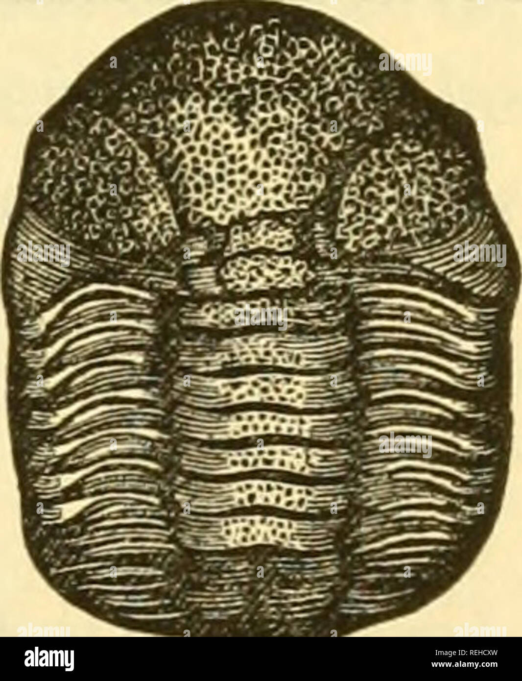 . Hochschule Sammlung der Paläontologie. Nr. 164. Pliacops Bufo (Var. rana.). Grün. Kopf und Schwanz. Trilobiten der Gattung Phacops haben sehr große, Prominente, granulierte Augen, bilden ein Segment auf einem Kegel, unterschiedliche trilobation, und elf Körper-Ringe. Diese Arten, die Calymene macropthalma der Brongniart, und vielleicht auch identisch mit der Phacops latifrons der Bronn, hat eine sehr konvexe Kopf, der ein Drittel der gesamten Länge, einen tuberculated Glabella, und die elf pleurae beugte sich an den Extremitäten. Es gibt 66 Linsen in jedes Auge. Diese Exemplare sind vom Hamilton Group (Devon), Stockfoto