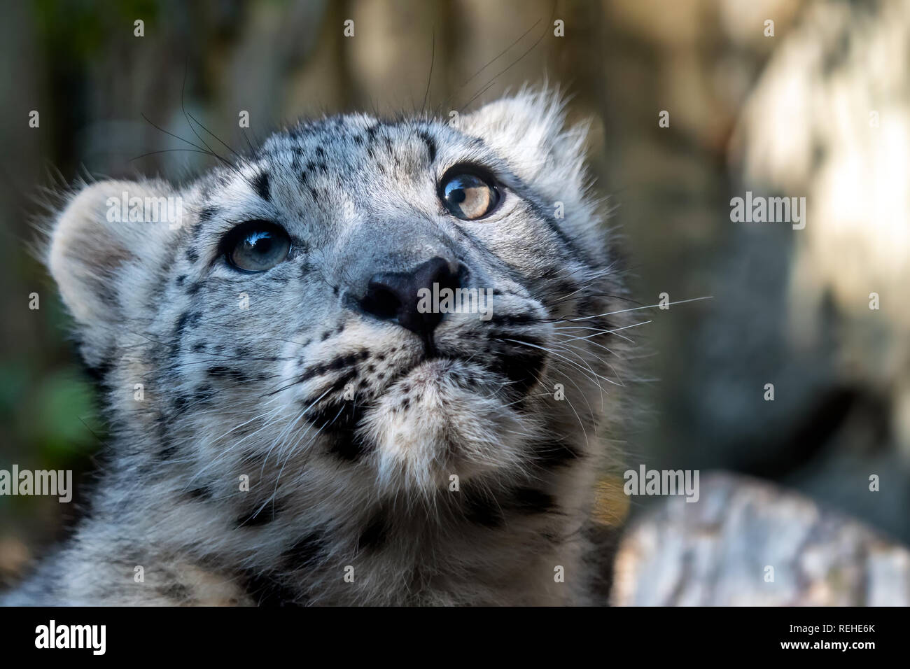 Kätzchen von Snow Leopard - Irbis (Panthera uncia) Uhren der Nachbarschaft. Stockfoto