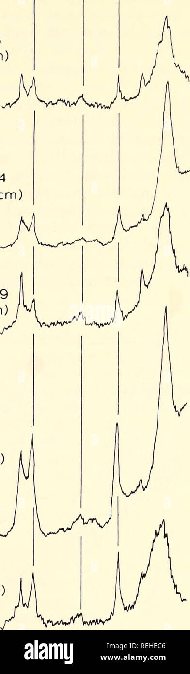 . Gesammelte Reprints, Essa Institut für Ozeanographie. Ozeanographie Zeitschriften.. Ethylenglykol 3.6 5 7 EIN STA 195 (0-5 cm) Sta 204 (40-43 c Sta 209 (1-3 cm Sta 179 (0-13 cm) Sta 184 (0-6 cm). Abb. 14.- Typische X-ray diffraction Patterns von Tonen aus verschiedenen Teilen der Straße von Malakka und den angrenzenden Andaman Meer. 1963). Beugung Peaks bei 7 und 3,5 sind zurückzuführen auf kaolinit. Mit Hilfe einer Modifikation des Verfahrens durch Brindley (1961, S. 264), eine repräsentative Anzahl von Proben wurden in warmen 8 N HC1 für zwei Stunden und dann Geröntgt zwischen Kaolinit und Chlorit zu unterscheiden. Stockfoto