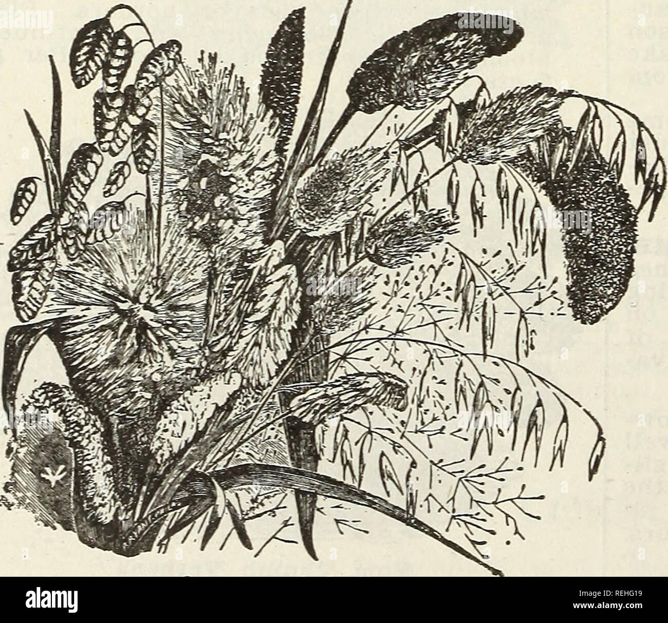 . Cole's Garten jährliche. Gemüse Samen Kataloge; Baumschulen (Gartenbau) Iowa Kataloge; Garten; Blumen Samen Werkzeuge Kataloge Kataloge; Lampen (Pflanzen) Samen Kataloge. Die Shasta Daisy durch Herrn Luther Burbank Kalifornien angeboten wird, ist eine der schönsten Produktionen, die in der Blume Linie, die überhaupt die Bekanntmachung der Blume liebevolle öffentlichkeit gebracht wurde. Seine erste Qualifikation ist winterhärte; es kann aus Türen von irgendjemand, wo es nicht kalt genug Eichen zu töten angebaut werden. Sie sind mehrjährig, blühende jeder besser und reichlicher Saison; sie sind insbesondere nicht als zu Boden. Sie bl Stockfoto