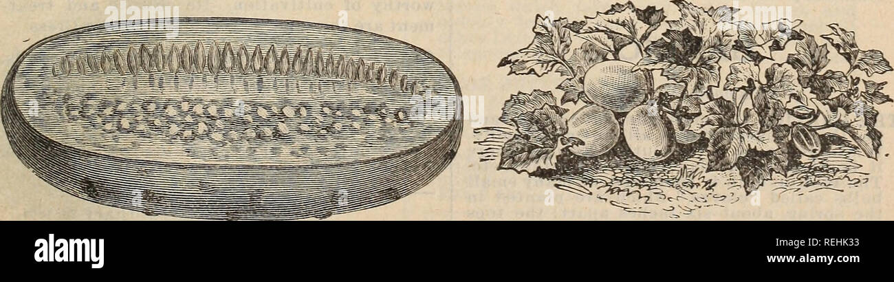 . Cole's Garten jährliche. Gemüse Samen Kataloge; Baumschulen (Gartenbau) Iowa Werkzeuge Kataloge Kataloge; Garten; Blumen; Bäume Samen Samen Kataloge Kataloge; Lampen (Pflanzen) Samen Kataloge. White Pearl CilcHniber. Die neue Sorte ist die Bewunderung aller Gärtner. In der Gewohnheit des Wachstums dieser Vielfalt vollständig von anderen ccucumber Einstellung die Frucht sehr nahe um den Stiel und die Reifung zu früh ist, die Reben weiter und frei in der gesamten Saison tragen. Die Farbe ist ein schönes Perlweiß; selbst die jungen Gurken sind eine sehr helle Farbe, fast als reines Weiß wie, wenn r Stockfoto